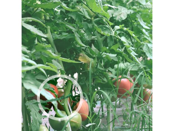 OPASKI DO KWIATÓW REGULOWANE 17,5CM 50SZT