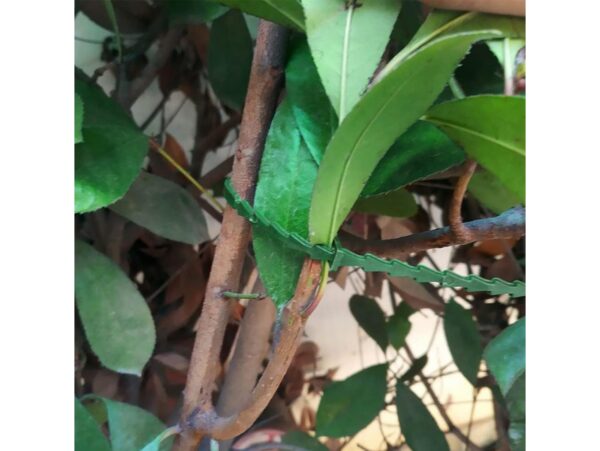 OPASKI DO KWIATÓW REGULOWANE 17,5CM 50SZT