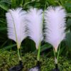 LAMPA OGRODOWA SOLARNA LED TRAWA PAMPAS