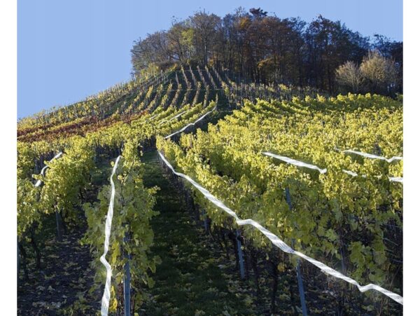 TAŚMA ODSTRASZAJĄCA PTAKI 50M 2 SZT