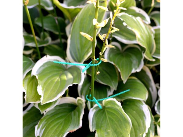 OPASKI DO KWIATÓW REGULOWANE 17CM 100SZT