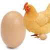 JAJO PODKŁADOWE DLA KUR