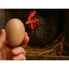 JAJO PODKŁADOWE DLA KUR