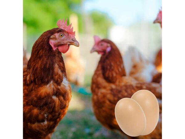 JAJO PODKŁADOWE DLA KUR