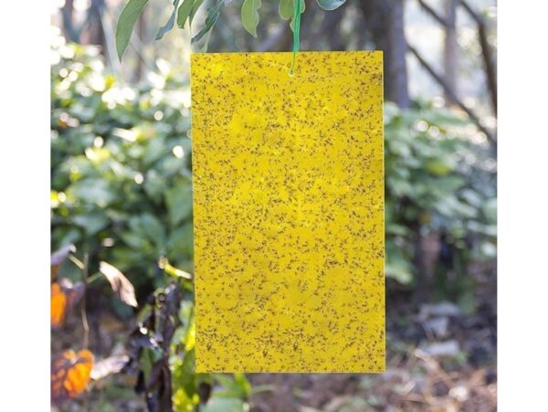 LEP NA OWADY ZIEMIÓRKI 20SZT 20x10cm