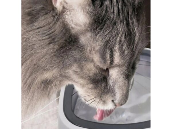 MISKA NIECHLAPIĄCA PODAJNIK WODY DLA PSA KOTA 22,8x8cm