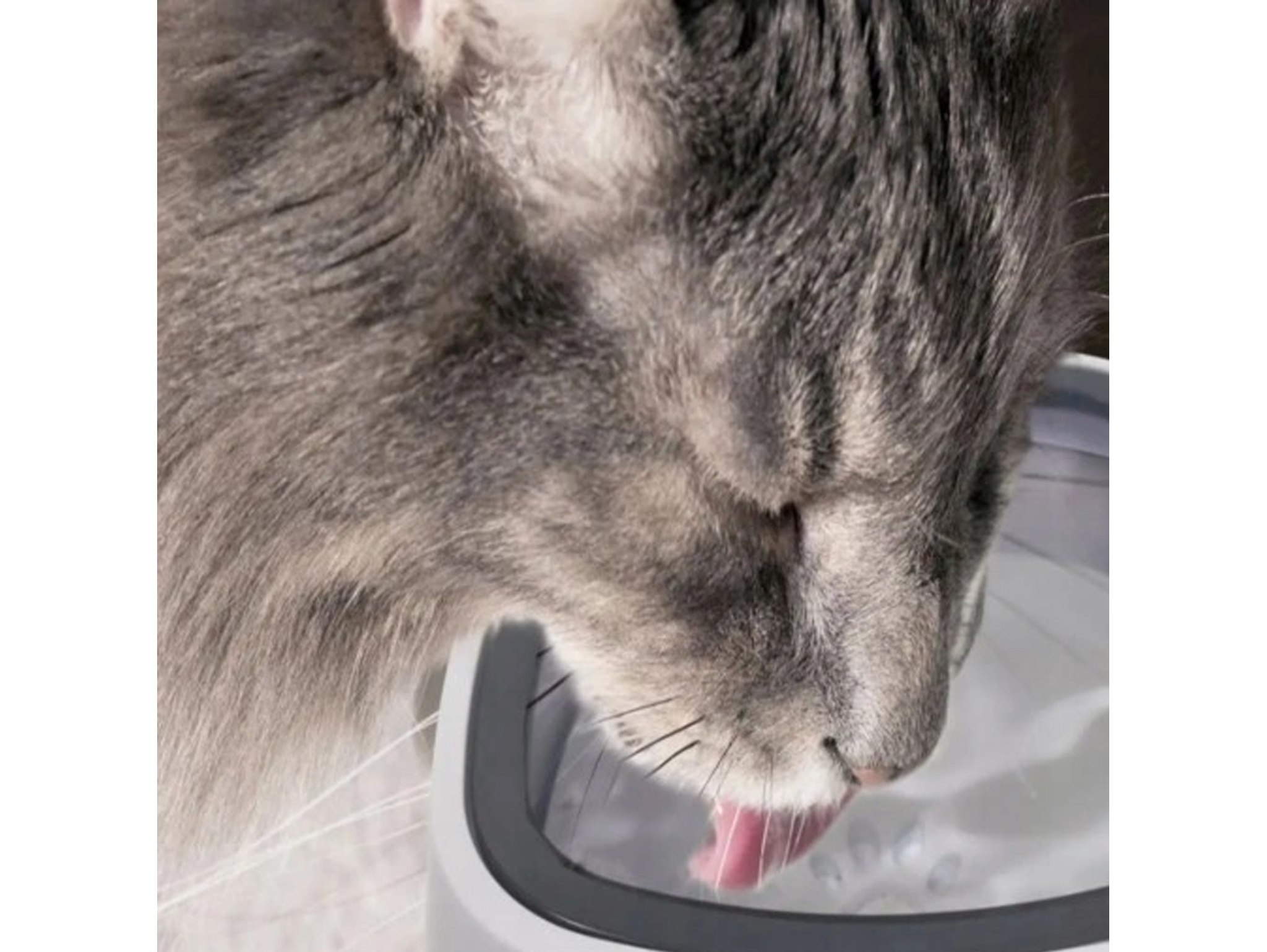 MISKA NIECHLAPIĄCA PODAJNIK WODY DLA PSA KOTA 22,8x8cm