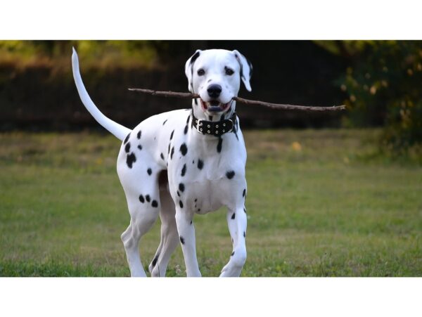 OBROŻA DLA DUŻEGO PSA PARCIANA 64cm