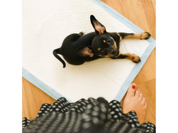 PODKŁADY MATY HIGIENICZNE DLA ZWIERZĄT 69x90 50SZT