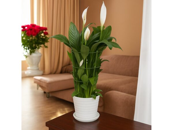 PODPORA PIERŚCIENIOWA ROŚLIN KWIATÓW PODPÓRKA 60cm