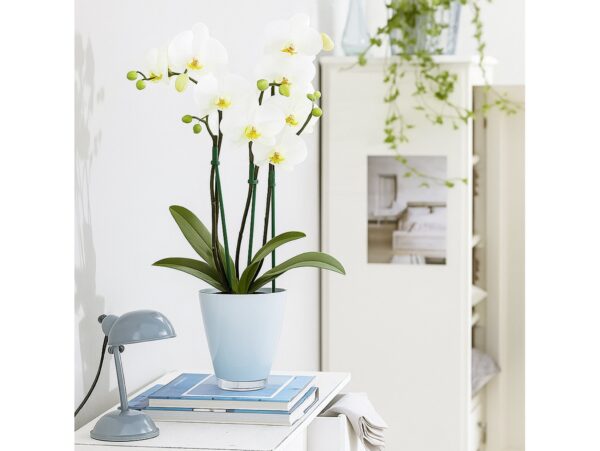 PODPORA PODPÓRKA DO ROŚLIN 60CM