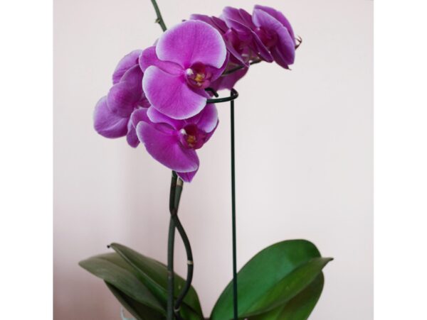 PODPORA PODPÓRKA DO ROŚLIN KWIATÓW TYCZKA 40CM