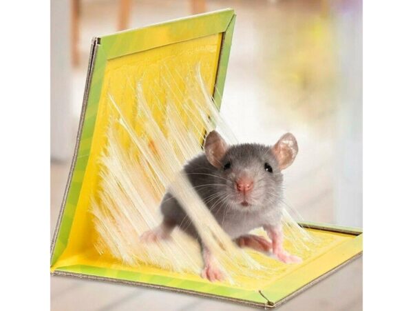 PUŁAPKA NA MYSZY LEP 24x17 10SZT