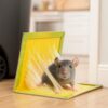 PUŁAPKA NA MYSZY LEP 31x21 XXL 1SZT
