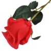 RÓŻA SZTUCZNA POJEDYNCZA REAL TOUCH 40CM (kwiat 6x5,5 cm) - czerwony