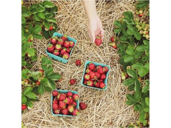 SŁOMA KOSTKA PODŁOŻE 8% / 4kg