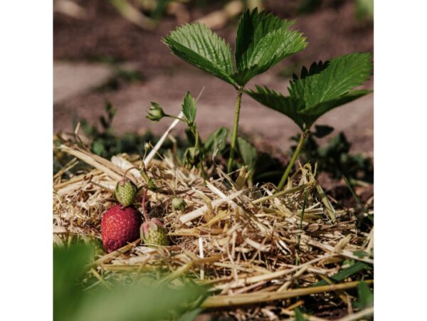 SŁOMA KOSTKA PODŁOŻE 8% / 4kg