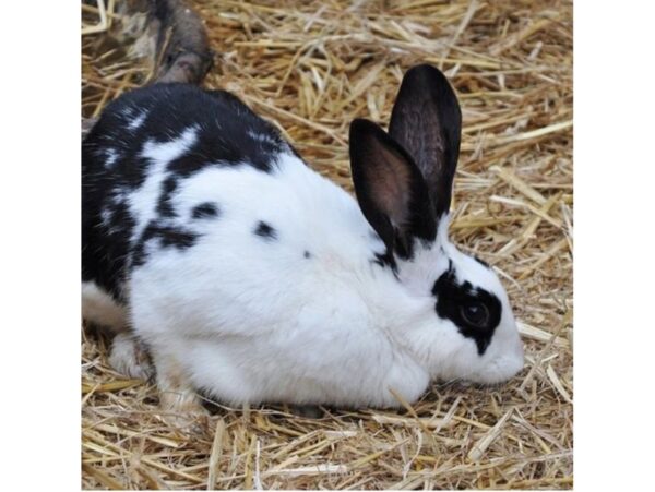 SŁOMA KOSTKA PODŁOŻE 8% / 4kg