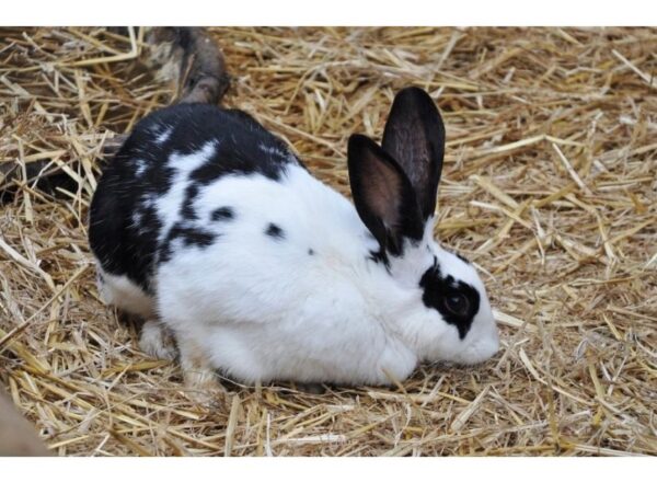 SŁOMA KOSTKA PODŁOŻE DLA GRYZONIA PSA ŚCIÓŁKA BUDY