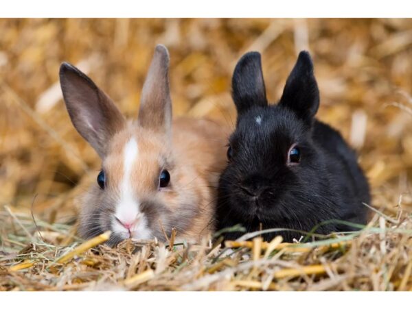 SŁOMA KOSTKA PODŁOŻE DLA GRYZONIA PSA ŚCIÓŁKA BUDY