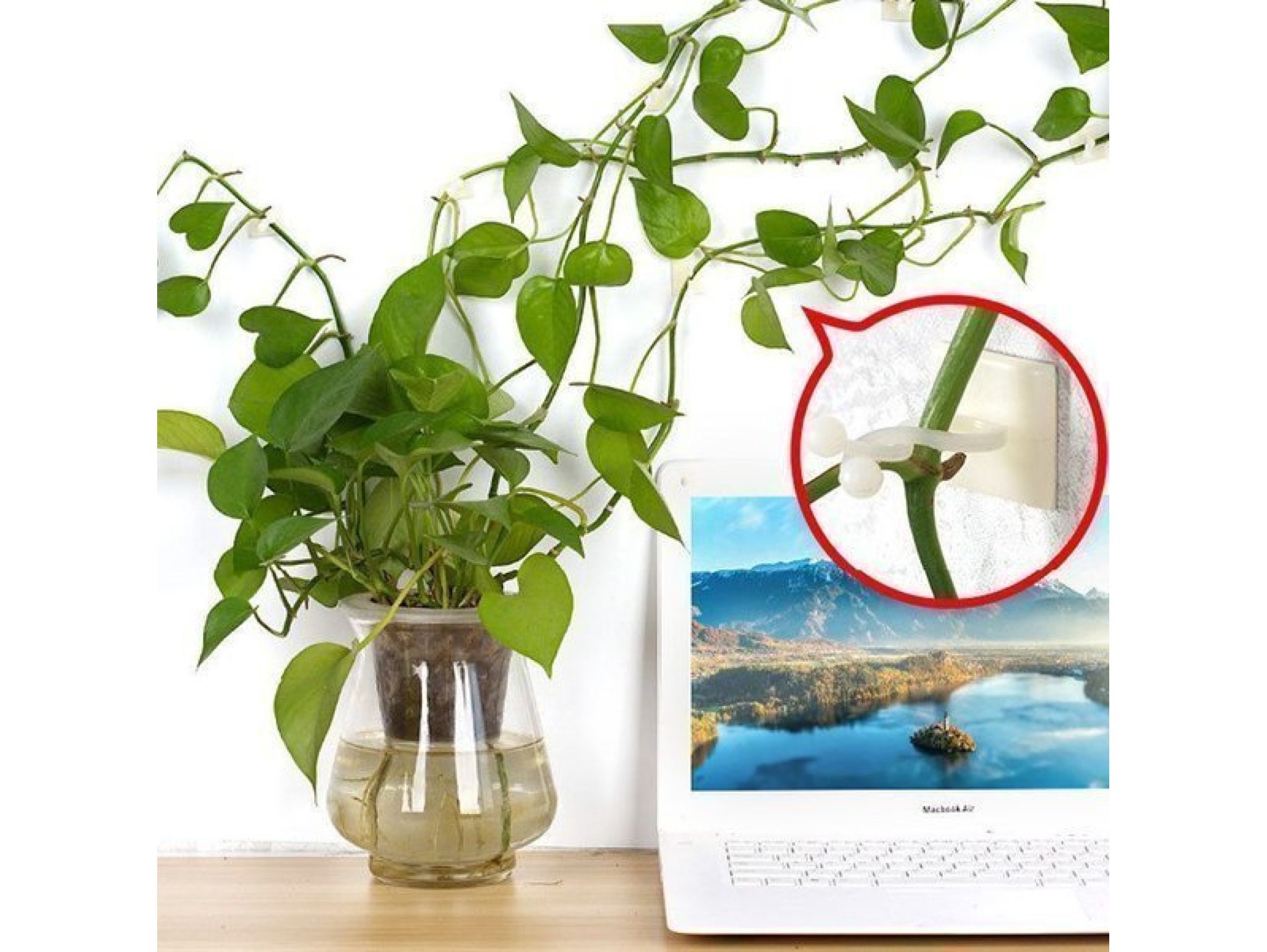 WIESZAK HACZYK DO UPINANIA ROŚLIN PNĄCZY 10SZT - biały