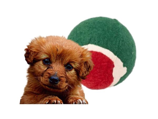 ZABAWKI NA ŚWIĘTA DLA ZWIERZĄT PREZENT DLA PSA KOTA - dla psa 4el