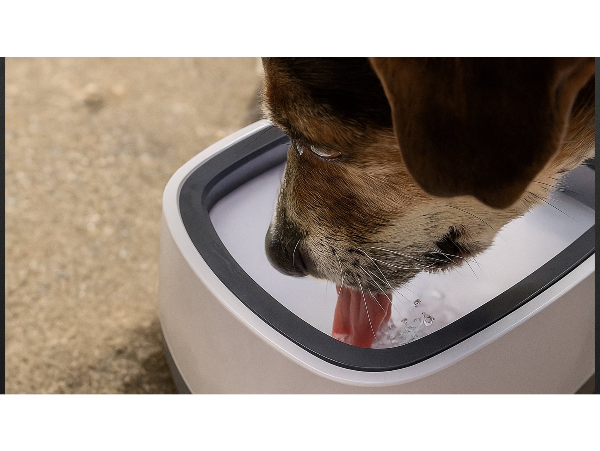 MISKA NIECHLAPIĄCA PODAJNIK WODY DLA PSA KOTA 22,8x8cm